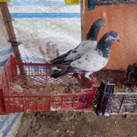 کبوتر،تیدی،مکوا،گلدن،۴تاساده