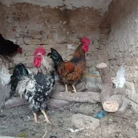 خروس|حیوانات مزرعه|مشهد, شهید معقول|دیوار