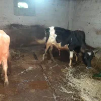 گوساله نر