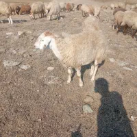 بره نر ۲عدد و گوسفند ۳ساله