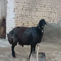 قوچ