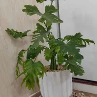 گل طبیعی برگ انجیری