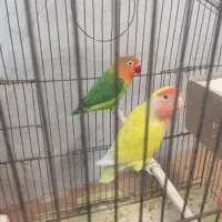 طوطی