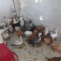 جوجه محلی گوشتی