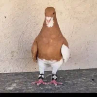 شهری راست زرد