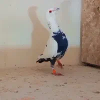 کفتر