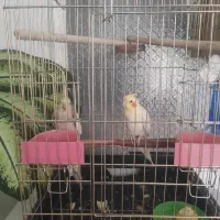 جفت عروس هلندی با سه تا جوجه