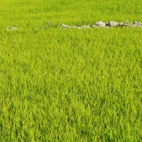 نشا برنج درجه یک