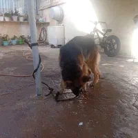 ژرمن ماده