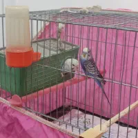مرغ عشق
