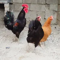 مرغ خروس محلی