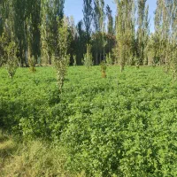 باغ جاده اولق