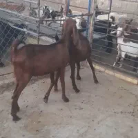 بز تیشتر