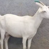 دام و گوسفند زنده (بز شیری)