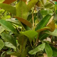 گل آپارتمانی فیکوس بلک چند شاخه  وزامو  بلک۲۵ شاخه