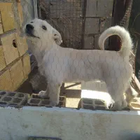 سگ فروشی
