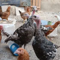 بوقلمون برنز