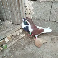 کبوتر جفت نرو ماده چپ