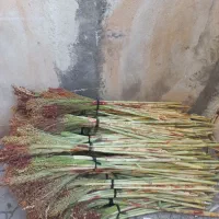 جارو|جاروبرقی، جارو شارژی، بخارشو|الشتر, |دیوار