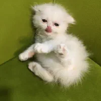 گربه|گربه|گنبد کاووس, |دیوار