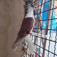 کفتر ساده سرخ و کلاغ دم سیاه