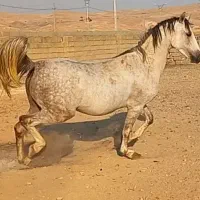 مادیان درجه یک نزدیک زایمان شش دانگ