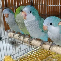 طوطی راهب فول دستی و گرینچیک یلوساید و آناناسی