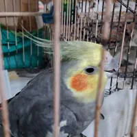 عروس هلندی نر