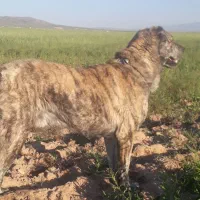 واگذاری سگ گله