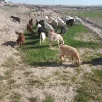 بززاییده|حیوانات مزرعه|بیرجند, |دیوار