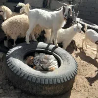 گوسفند زنده