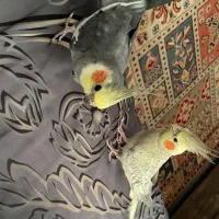 عروس هلندی سخنگو