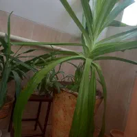گل سوسن بزرگ با پاجوش