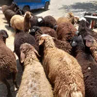 قیمت به روزبدون واسطه‌ زنده