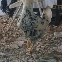 مرغ گلین، جوجه گلین ،تخم مرغ