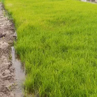 نشا|خدمات باغبانی و درختکاری|میانه, |دیوار