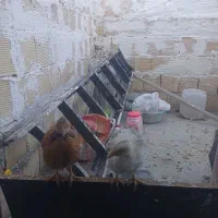 جوجه گلپایگانی