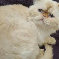 فروش گربه پرشین کت