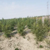 باغ فنس کشیده اماده