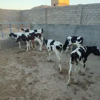گوساله نر