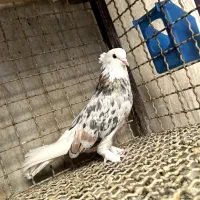 کبوتر هما