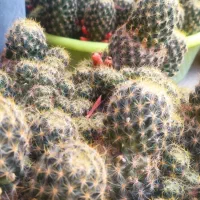 گل زیبا|گل و گیاه طبیعی|ابریشم, |دیوار