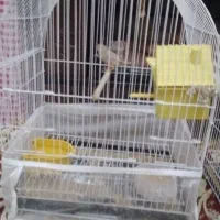 دو جفت فنچ
