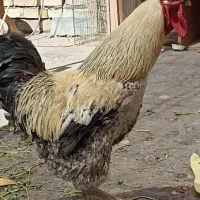 خروس جوان یکساله