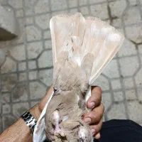 دم زرد پرتقالی عطیقه