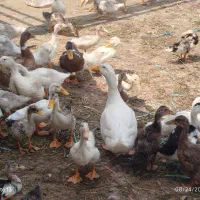 اردک|حیوانات مزرعه|گرگان, |دیوار