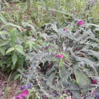باغ-3هزار-متری-8ساله-روستای-کلو-سند-دار