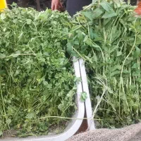 سبزی فروش