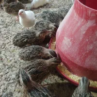 فروش ویژه بلدرچین 45 روزه