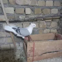 کبوتر در پرنده